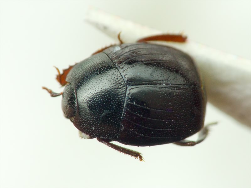 Histeridae Gyllenhal, 1808